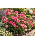 Rose Sonia